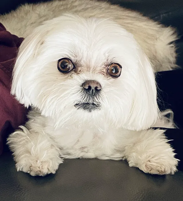 Bella Dolce Maltese Picture 2