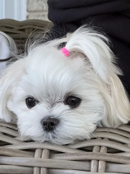 Bella Dolce Maltese Picture 1