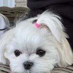 Bella Dolce Maltese