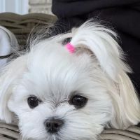 Bella Dolce Maltese ico
