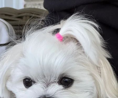 Bella Dolce Maltese