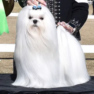 Bella Dolce Maltese Picture 3
