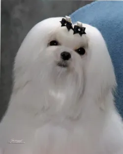 Bella Dolce Maltese Picture 4
