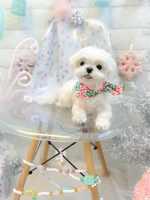 Bella Dolce Maltese Picture 7