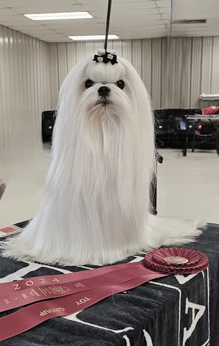 Bella Dolce Maltese Picture 6