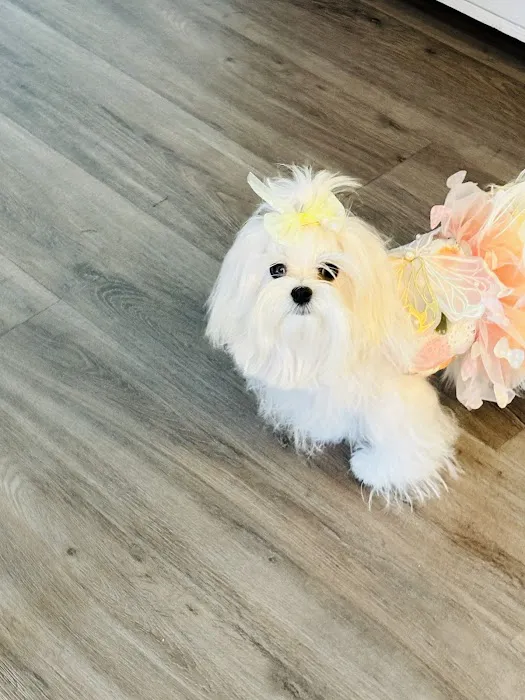 Bella Dolce Maltese Picture 8