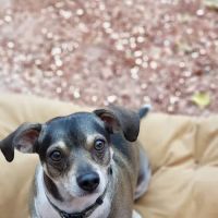 Glenfair Veterinary Hospital ico