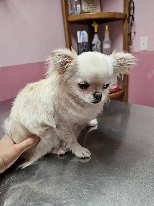 Glenfair Veterinary Hospital Picture 10