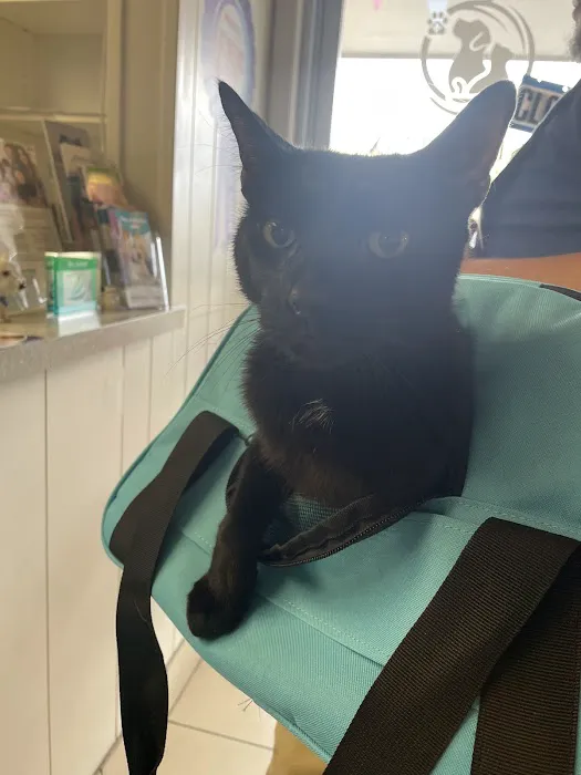 West Phoenix Veterinary Hospital Picture 4