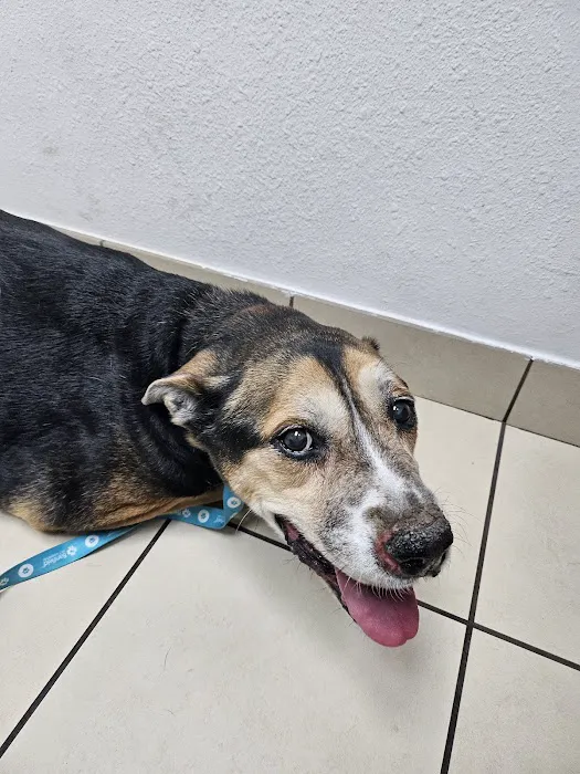 West Phoenix Veterinary Hospital Picture 10