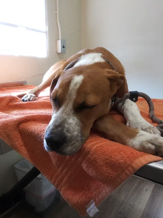 Sun Valley Hope Animal Hospital Picture 3
