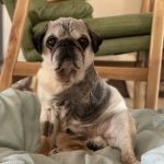 Sun Valley Hope Animal Hospital