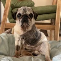 Sun Valley Hope Animal Hospital ico