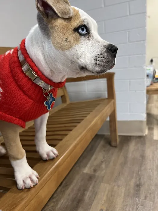 Sun Valley Hope Animal Hospital Picture 5