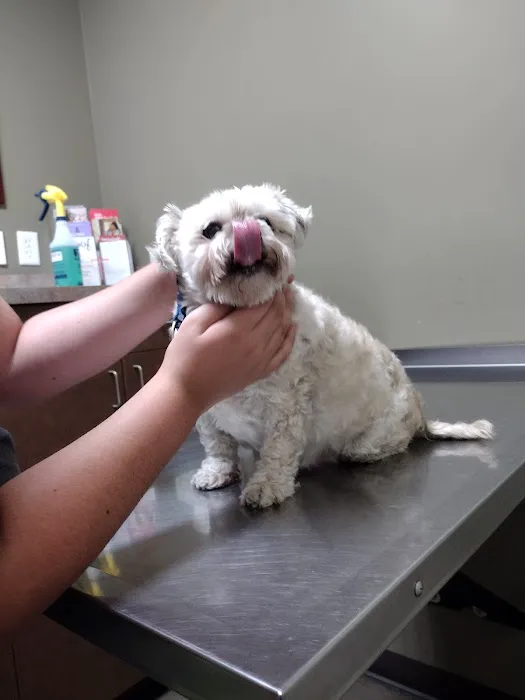 Animal Hospital of Laveen Picture 4