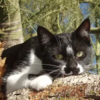 Animal Hospital of Laveen ico
