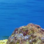 Vetco Vaccination Clinic