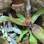 Moonshine Reptiles Arizona LLC
