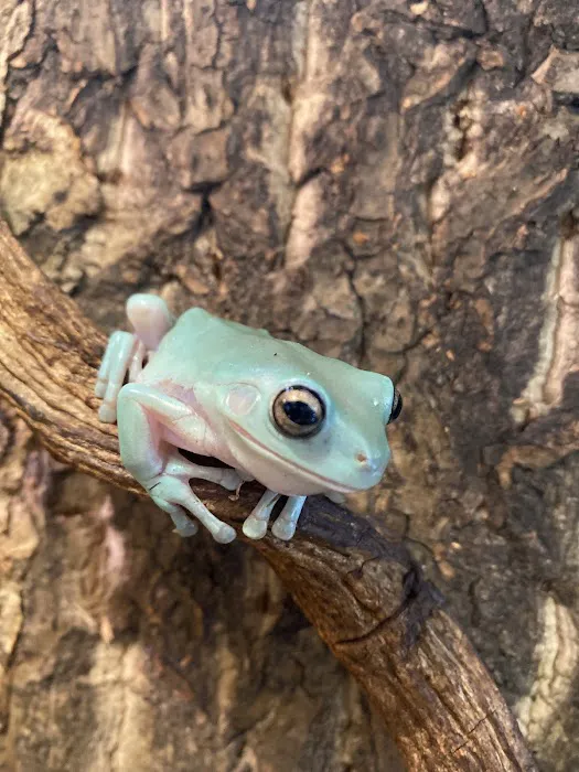 Moonshine Reptiles Arizona LLC Picture 6