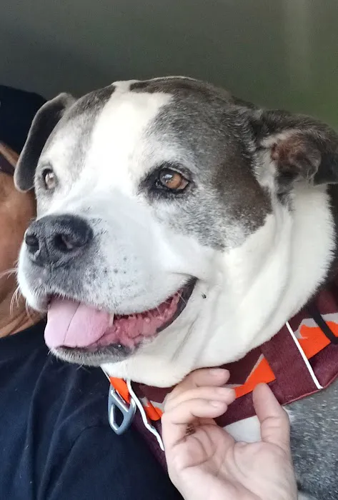 Westridge Animal Hospital Picture 8