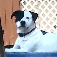 Westridge Animal Hospital ico