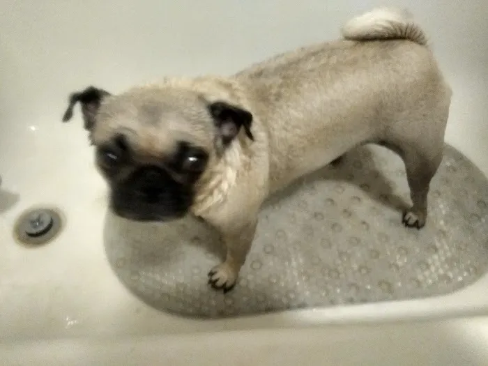 Westridge Animal Hospital Picture 2