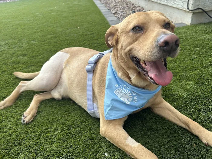 Laveen Veterinary Center Picture 10