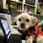 Laveen Veterinary Center