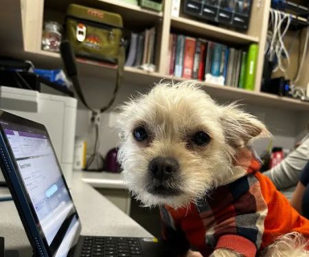 Laveen Veterinary Center