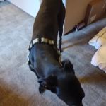 Greyhound Pets of Arizona