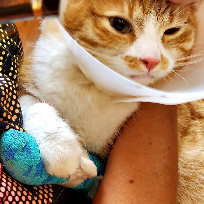 Palm Glen Animal Hospital Picture 8