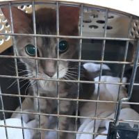 Palm Glen Animal Hospital ico