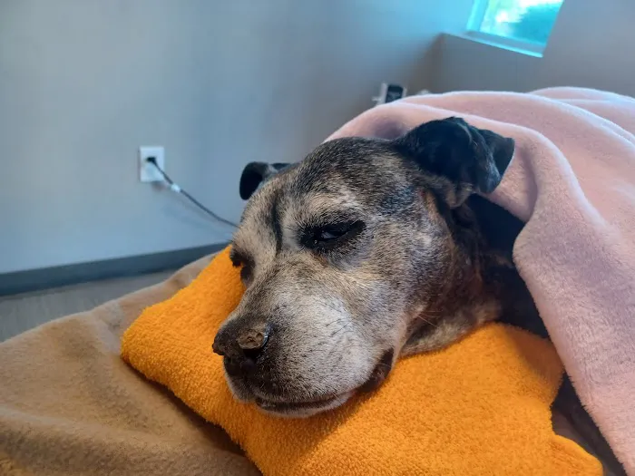 Palm Glen Animal Hospital Picture 4