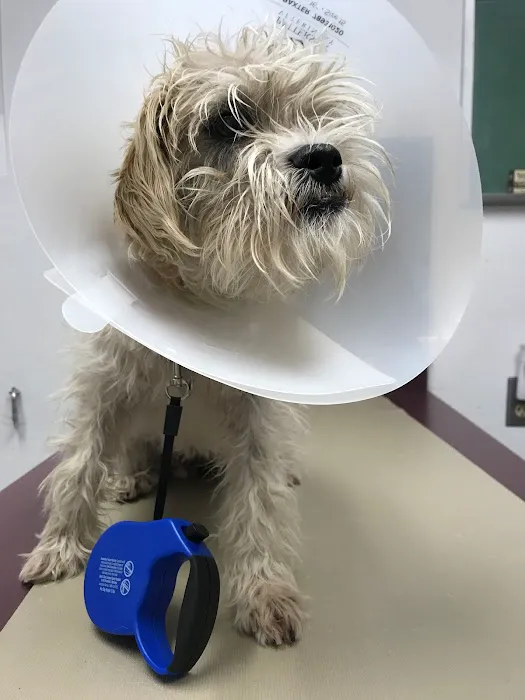 Orangewood Animal Hospital - Now Palo Verde Animal Hospital Picture 10