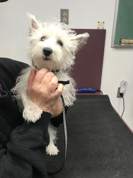 Orangewood Animal Hospital - Now Palo Verde Animal Hospital Picture 6