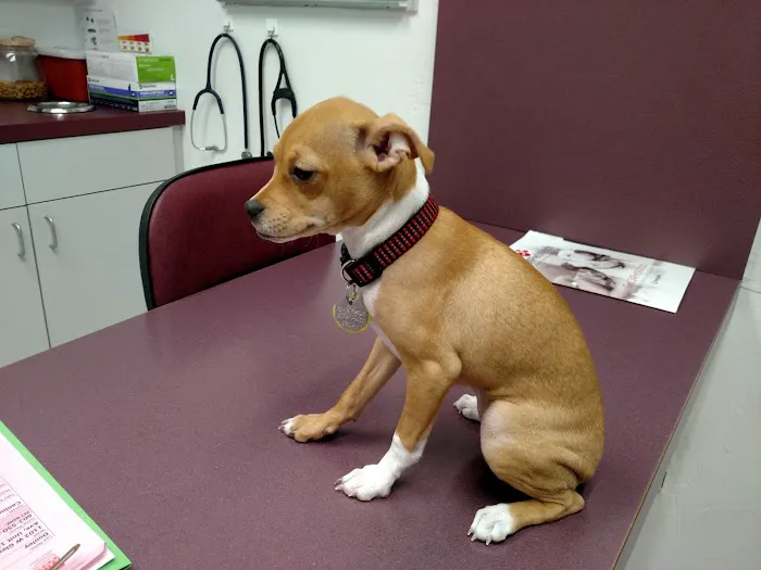 Orangewood Animal Hospital - Now Palo Verde Animal Hospital Picture 7