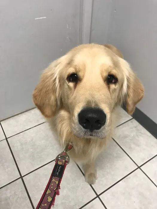 Orangewood Animal Hospital - Now Palo Verde Animal Hospital Picture 1