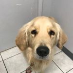 Orangewood Animal Hospital - Now Palo Verde Animal Hospital