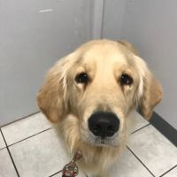Orangewood Animal Hospital - Now Palo Verde Animal Hospital ico