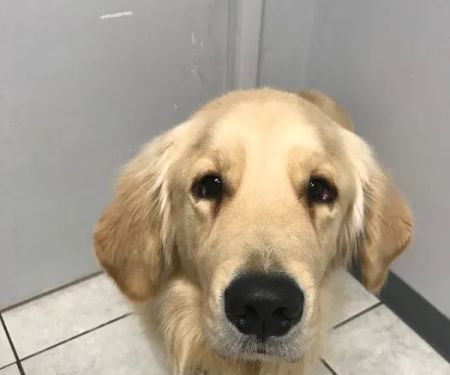 Orangewood Animal Hospital - Now Palo Verde Animal Hospital