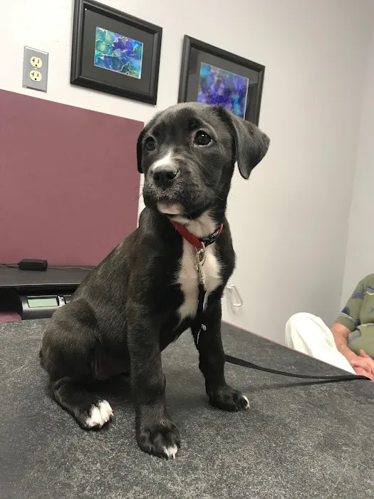 Orangewood Animal Hospital - Now Palo Verde Animal Hospital Picture 4
