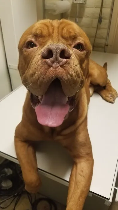 Palo Verde Animal Hospital Picture 8