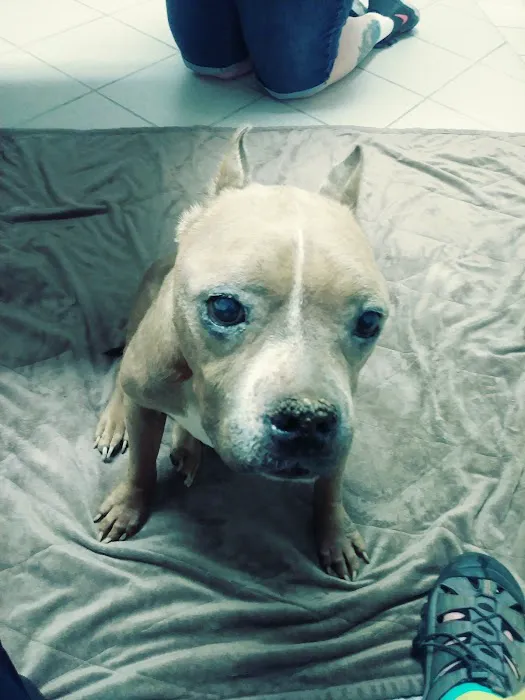 Palo Verde Animal Hospital Picture 1