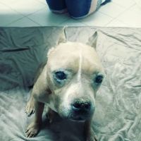 Palo Verde Animal Hospital ico