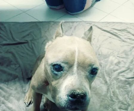 Palo Verde Animal Hospital