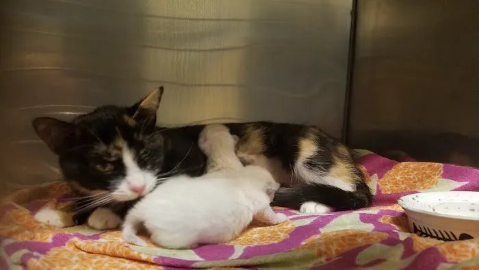 Palo Verde Animal Hospital Picture 6