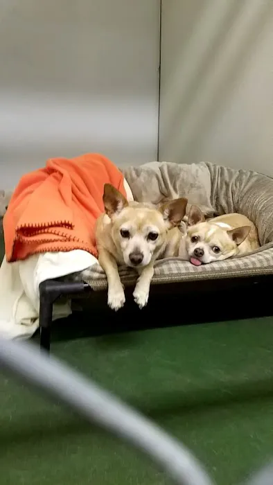 Palo Verde Animal Hospital Picture 10