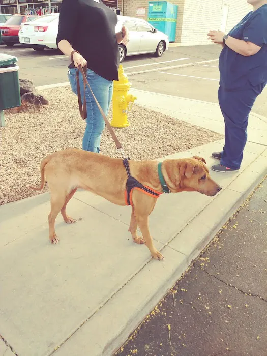 Palo Verde Animal Hospital Picture 4