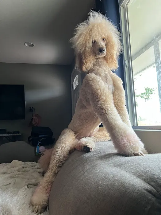 Le Doggie Pet Grooming Picture 9