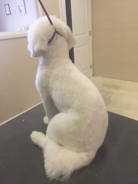 Le Doggie Pet Grooming Picture 8